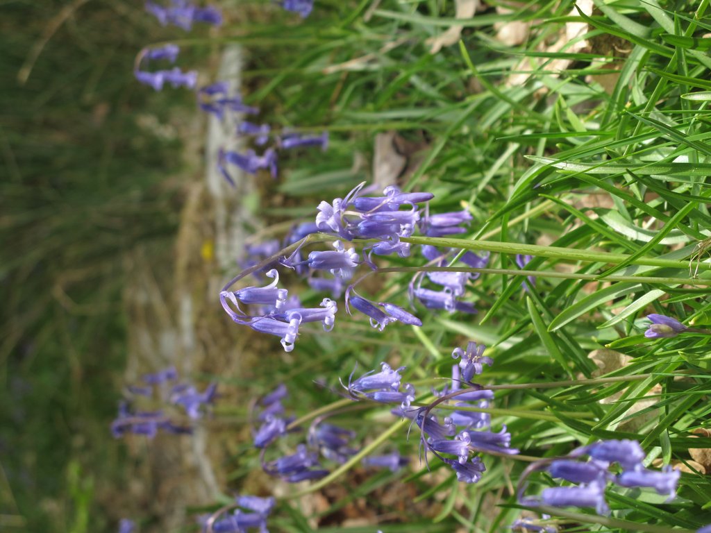 Hyacinthoides non-scripta
